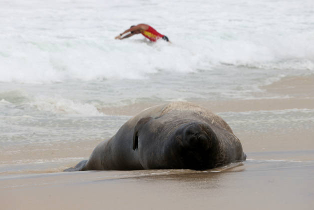 October 6, 2026, Rio De Janeiro, Rio De Janeiro, Brazil: A young southern elephant seal (Mirounga leonina) rests on Copacabana Beach in Rio de Janeiro, Brazil, on October 6, 2026. The unusual visitor has drawn attention along the coast in recent days after being seen in So£o Conrado, across Guanabara Bay in IcaraoÂ, Nitero³i, and now Copacabana. The young animal, which normally inhabits colder waters of the Southern Hemisphere, has attracted curious bathers and beachgoers at each stop. Experts advise people to observe the animal from a safe distance and not approach, touch, feed or attempt to return it to the water. One possibility raised by experts is that the seal traveled north from southern South America, potentially from the regi - ZUMAk251 20261006_znp_k251_017 Copyright: xBobxKarpx