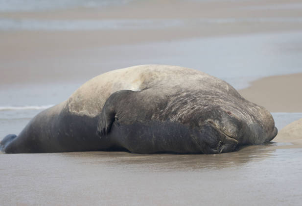 October 6, 2026, Rio De Janeiro, Rio De Janeiro, Brazil: A young southern elephant seal (Mirounga leonina) rests on Copacabana Beach in Rio de Janeiro, Brazil, on October 6, 2026. The unusual visitor has drawn attention along the coast in recent days after being seen in So£o Conrado, across Guanabara Bay in IcaraoÂ, Nitero³i, and now Copacabana. The young animal, which normally inhabits colder waters of the Southern Hemisphere, has attracted curious bathers and beachgoers at each stop. Experts advise people to observe the animal from a safe distance and not approach, touch, feed or attempt to return it to the water. One possibility raised by experts is that the seal traveled north from southern South America, potentially from the regi - ZUMAk251 20261006_znp_k251_019 Copyright: xBobxKarpx