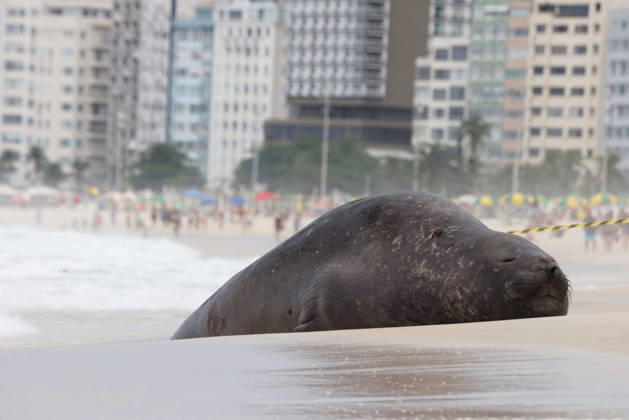 October 6, 2026, Rio De Janeiro, Rio De Janeiro, Brazil: A young southern elephant seal (Mirounga leonina) rests on Copacabana Beach in Rio de Janeiro, Brazil, on October 6, 2026. The unusual visitor has drawn attention along the coast in recent days after being seen in So£o Conrado, across Guanabara Bay in IcaraoÂ, Nitero³i, and now Copacabana. The young animal, which normally inhabits colder waters of the Southern Hemisphere, has attracted curious bathers and beachgoers at each stop. Experts advise people to observe the animal from a safe distance and not approach, touch, feed or attempt to return it to the water. One possibility raised by experts is that the seal traveled north from southern South America, potentially from the regi - ZUMAk251 20261006_znp_k251_020 Copyright: xBobxKarpx