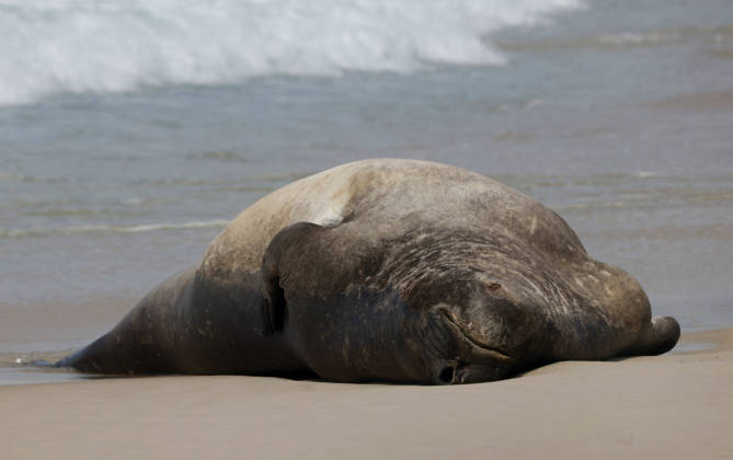 October 6, 2026, Rio De Janeiro, Rio De Janeiro, Brazil: A young southern elephant seal (Mirounga leonina) rests on Copacabana Beach in Rio de Janeiro, Brazil, on October 6, 2026. The unusual visitor has drawn attention along the coast in recent days after being seen in So£o Conrado, across Guanabara Bay in IcaraoÂ, Nitero³i, and now Copacabana. The young animal, which normally inhabits colder waters of the Southern Hemisphere, has attracted curious bathers and beachgoers at each stop. Experts advise people to observe the animal from a safe distance and not approach, touch, feed or attempt to return it to the water. One possibility raised by experts is that the seal traveled north from southern South America, potentially from the regi - ZUMAk251 20261006_znp_k251_022 Copyright: xBobxKarpx
