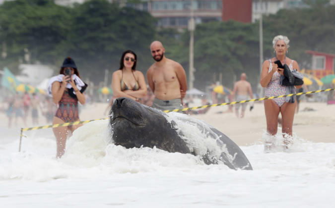 October 6, 2026, Rio De Janeiro, Rio De Janeiro, Brazil: A young southern elephant seal (Mirounga leonina) rests on Copacabana Beach in Rio de Janeiro, Brazil, on October 6, 2026. The unusual visitor has drawn attention along the coast in recent days after being seen in So£o Conrado, across Guanabara Bay in IcaraoÂ, Nitero³i, and now Copacabana. The young animal, which normally inhabits colder waters of the Southern Hemisphere, has attracted curious bathers and beachgoers at each stop. Experts advise people to observe the animal from a safe distance and not approach, touch, feed or attempt to return it to the water. One possibility raised by experts is that the seal traveled north from southern South America, potentially from the regi - ZUMAk251 20261006_znp_k251_023 Copyright: xBobxKarpx