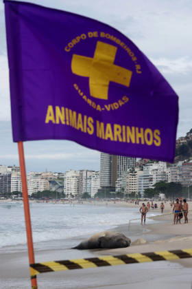 October 6, 2026, Rio De Janeiro, Rio De Janeiro, Brazil: A young southern elephant seal (Mirounga leonina) rests on Copacabana Beach in Rio de Janeiro, Brazil, on October 6, 2026. The unusual visitor has drawn attention along the coast in recent days after being seen in So£o Conrado, across Guanabara Bay in IcaraoÂ, Nitero³i, and now Copacabana. The young animal, which normally inhabits colder waters of the Southern Hemisphere, has attracted curious bathers and beachgoers at each stop. Experts advise people to observe the animal from a safe distance and not approach, touch, feed or attempt to return it to the water. One possibility raised by experts is that the seal traveled north from southern South America, potentially from the regi - ZUMAk251 20261006_znp_k251_026 Copyright: xBobxKarpx