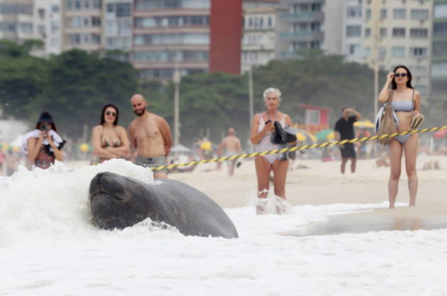 October 6, 2026, Rio De Janeiro, Rio De Janeiro, Brazil: A young southern elephant seal (Mirounga leonina) rests on Copacabana Beach in Rio de Janeiro, Brazil, on October 6, 2026. The unusual visitor has drawn attention along the coast in recent days after being seen in So£o Conrado, across Guanabara Bay in IcaraoÂ, Nitero³i, and now Copacabana. The young animal, which normally inhabits colder waters of the Southern Hemisphere, has attracted curious bathers and beachgoers at each stop. Experts advise people to observe the animal from a safe distance and not approach, touch, feed or attempt to return it to the water. One possibility raised by experts is that the seal traveled north from southern South America, potentially from the regi - ZUMAk251 20261006_znp_k251_027 Copyright: xBobxKarpx