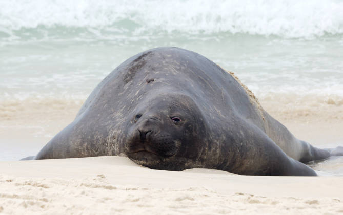 October 6, 2026, Rio De Janeiro, Rio De Janeiro, Brazil: A young southern elephant seal (Mirounga leonina) rests on Copacabana Beach in Rio de Janeiro, Brazil, on October 6, 2026. The unusual visitor has drawn attention along the coast in recent days after being seen in So£o Conrado, across Guanabara Bay in IcaraoÂ, Nitero³i, and now Copacabana. The young animal, which normally inhabits colder waters of the Southern Hemisphere, has attracted curious bathers and beachgoers at each stop. Experts advise people to observe the animal from a safe distance and not approach, touch, feed or attempt to return it to the water. One possibility raised by experts is that the seal traveled north from southern South America, potentially from the regi - ZUMAk251 20261006_znp_k251_029 Copyright: xBobxKarpx