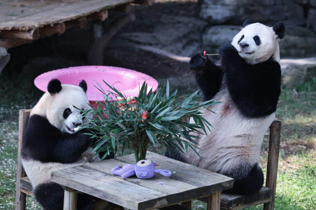 CHONGQING, CHINA - OCTOBER 06: Giant pandas Haoqi and Qiying eat food at a table during the National Day holiday on October 6, 2026 in Chongqing, China. The Chongqing Zoo arranged special activities and meals for the giant pandas to celebrate the holiday. Copyright: xVCGx 111672455445