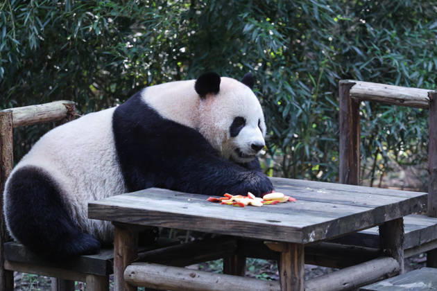 CHONGQING, CHINA - OCTOBER 07: Giant panda Qingqing eats fruit at a zoo on October 7, 2026 in Chongqing, China. The zoo arranged enrichment activities and special meals for the giant pandas to celebrate the National Day holiday. Copyright: xVCGx 111672455466