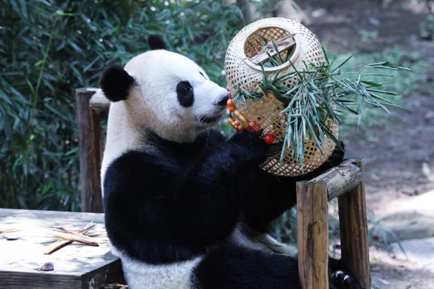 CHONGQING, CHINA - OCTOBER 06: Giant panda Xixi plays with a lantern enrichment item at Chongqing Zoo on October 6, 2026 in Chongqing, China. The zoo organized special activities including enrichment games and festive meals for the giant pandas to celebrate the National Day holiday. Copyright: xVCGx 111672455462