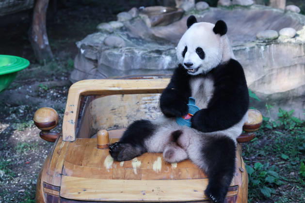 CHONGQING, CHINA - OCTOBER 07: Giant panda Mang Cancan eats fruit while sitting on a toy car at a zoo on October 7, 2026 in Chongqing, China. The zoo arranged enrichment activities and special meals for giant pandas to celebrate the National Day holiday.  Copyright: xVCGx 111672455456