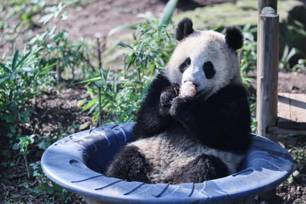 CHONGQING, CHINA - OCTOBER 07: Giant panda Wangshu plays in a rotating bowl at Chongqing Zoo on October 7, 2026 in Chongqing, China. The zoo organized enrichment activities and special meals for giant pandas to celebrate the National Day holiday. Copyright: xVCGx 111672455458