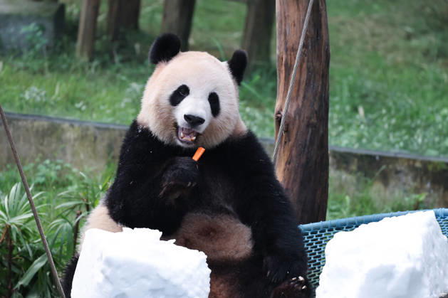 CHONGQING, CHINA - OCTOBER 06: Giant panda Liangyue eats carrots in a snow pile at Chongqing Zoo on October 6, 2026 in Chongqing, China. The zoo arranged enrichment activities and special meals for giant pandas to celebrate the National Day holiday.  Copyright: xVCGx 111672455448