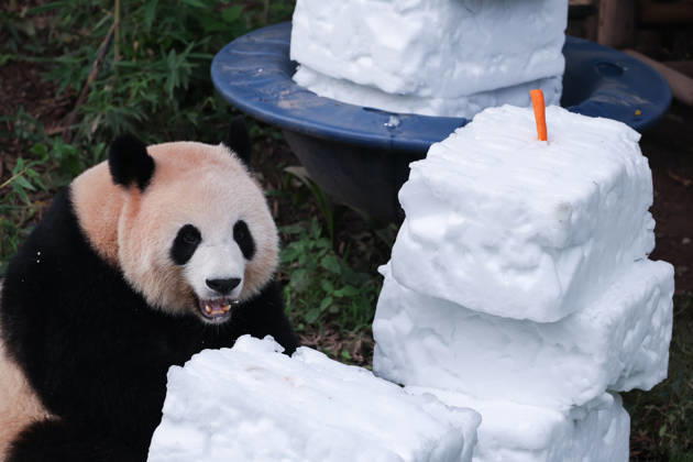 CHONGQING, CHINA - OCTOBER 06: Giant panda Liang Yue eats carrots in a snow pile on October 6, 2026 in Chongqing, China. The activity was arranged to celebrate the National Day holiday.  Copyright: xVCGx 111672455449