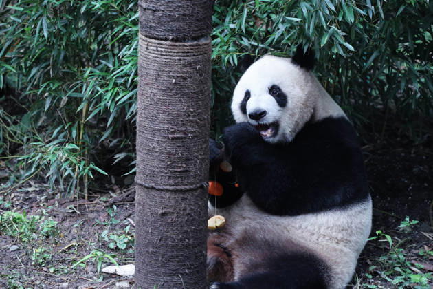 CHONGQING, CHINA - OCTOBER 06: Giant panda Qingqing eats skewers during National Day celebrations on October 6, 2026 in Chongqing, China. The zoo organized enrichment activities and special meals for giant pandas to mark the holiday.  Copyright: xVCGx 111672455451