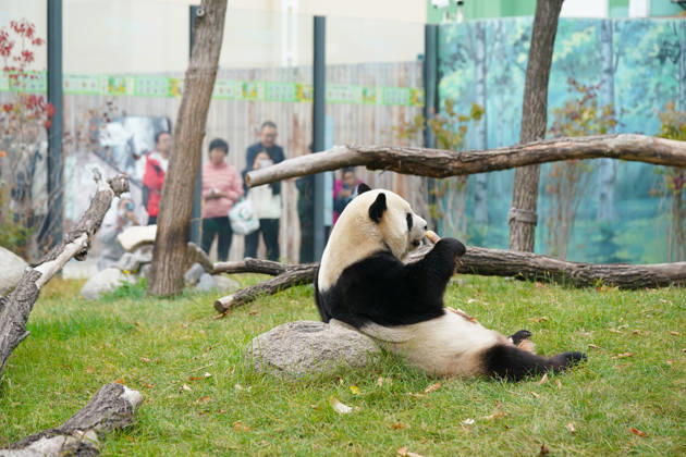 HARBIN, CHINA - OCTOBER 07: Giant panda Zhishi enjoys food at the Sun Island Giant Panda Pavilion on October 7, 2026 in Harbin, Heilongjiang Province of China. The pavilion remained popular with visitors on the final day of the National Day holiday. Copyright: xChinaxNewsxServicex 111672413083