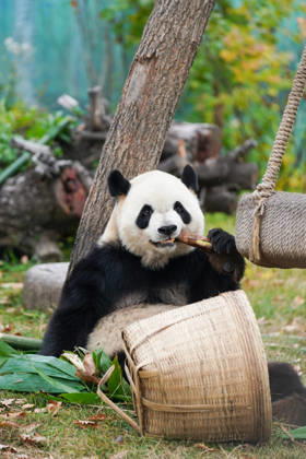 HARBIN, CHINA - OCTOBER 07: Giant panda Zhishi enjoys food at the Sun Island Giant Panda Pavilion on October 7, 2026 in Harbin, Heilongjiang Province of China. The pavilion remained popular with visitors on the final day of the National Day holiday. Copyright: xChinaxNewsxServicex 111672413104