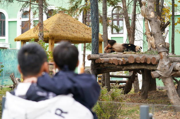 HARBIN, CHINA - OCTOBER 07: Giant panda Zhima rests at the Sun Island Giant Panda Pavilion on October 7, 2026 in Harbin, Heilongjiang Province of China. The pavilion remained popular with visitors on the final day of the National Day holiday.  Copyright: xChinaxNewsxServicex 111672413134
