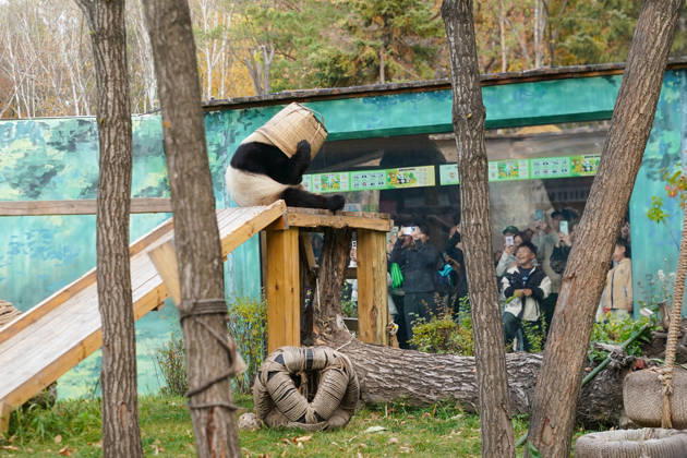 HARBIN, CHINA - OCTOBER 07: Giant panda Zhishi places a bamboo basket on its head at the Sun Island Giant Panda Pavilion on October 7, 2026 in Harbin, Heilongjiang Province of China. The pavilion remained popular with visitors on the final day of the National Day holiday.  Copyright: xChinaxNewsxServicex 111672413275