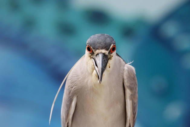 October 8, 2026, Rio De Janeiro, Rio De Janeiro, Brazil: A Black-crowned Night Heron (Nycticorax nycticorax) stands at FishermenÃ¢â‚¬â ¢s Village near Posto 6 in Copacabana, Rio de Janeiro, Brazil. The heron was next to the traditional fish market, where local fishermen bring in their daily catch. The species is commonly found around coastal wetlands, rivers, lakes and other bodies of water throughout Brazil, including urban areas of Rio de Janeiro. Rio De Janeiro Brazil  - ZUMAk251 20261008_znp_k251_002 Copyright: xBobxKarpx