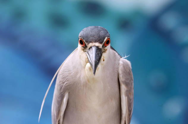 October 8, 2026, Rio De Janeiro, Rio De Janeiro, Brazil: A Black-crowned Night Heron (Nycticorax nycticorax) stands at FishermenÃ¢â‚¬â ¢s Village near Posto 6 in Copacabana, Rio de Janeiro, Brazil. The heron was next to the traditional fish market, where local fishermen bring in their daily catch. The species is commonly found around coastal wetlands, rivers, lakes and other bodies of water throughout Brazil, including urban areas of Rio de Janeiro. Rio De Janeiro Brazil - ZUMAk251 20261008_znp_k251_001 Copyright: xBobxKarpx