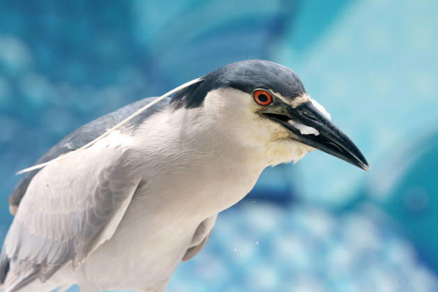 October 8, 2026, Rio De Janeiro, Rio De Janeiro, Brazil: A Black-crowned Night Heron (Nycticorax nycticorax) stands at FishermenÃ¢â‚¬â ¢s Village near Posto 6 in Copacabana, Rio de Janeiro, Brazil. The heron was next to the traditional fish market, where local fishermen bring in their daily catch. The species is commonly found around coastal wetlands, rivers, lakes and other bodies of water throughout Brazil, including urban areas of Rio de Janeiro. Rio De Janeiro Brazil - ZUMAk251 20261008_znp_k251_003 Copyright: xBobxKarpx