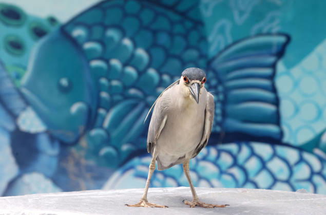 October 8, 2026, Rio De Janeiro, Rio De Janeiro, Brazil: A Black-crowned Night Heron (Nycticorax nycticorax) stands at FishermenÃ¢â‚¬â ¢s Village near Posto 6 in Copacabana, Rio de Janeiro, Brazil. The heron was next to the traditional fish market, where local fishermen bring in their daily catch. The species is commonly found around coastal wetlands, rivers, lakes and other bodies of water throughout Brazil, including urban areas of Rio de Janeiro. Rio De Janeiro Brazil - ZUMAk251 20261008_znp_k251_004 Copyright: xBobxKarpx