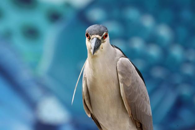 October 8, 2026, Rio De Janeiro, Rio De Janeiro, Brazil: A Black-crowned Night Heron (Nycticorax nycticorax) stands at FishermenÃ¢â‚¬â ¢s Village near Posto 6 in Copacabana, Rio de Janeiro, Brazil. The heron was next to the traditional fish market, where local fishermen bring in their daily catch. The species is commonly found around coastal wetlands, rivers, lakes and other bodies of water throughout Brazil, including urban areas of Rio de Janeiro. Rio De Janeiro Brazil - ZUMAk251 20261008_znp_k251_005 Copyright: xBobxKarpx