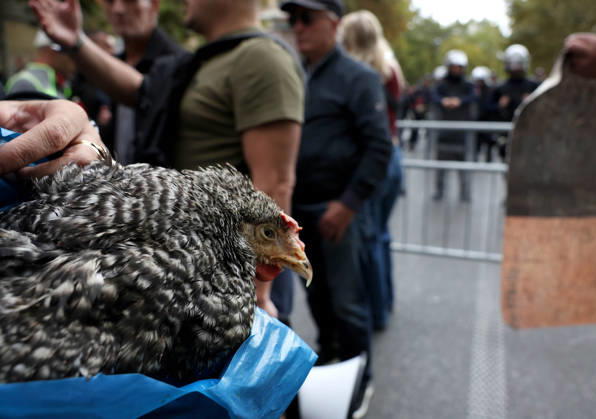 Demonstration Against the Proposed Territorial Reform in Tirana, Albania. A protester holds up a chicken during an anti-government protest against the government s administrative and territorial reform, in front of the Parliament building in Tirana, Albania, on October 8, 2026. Light Studio Agency Malton Dibra Tirana Albania Copyright: xLightxStudioxAgencyx xMaltonxDibrax