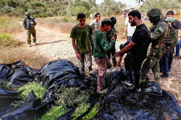 Clashes erupt between Israeli settlers and Palestinian farmers in West Bank RAMALLAH, WEST BANK - OCTOBER 9: Clashes break out between Israeli settlers, accompanied by Israeli soldiers, and Palestinian farmers harvesting olives in the town of Deir Ibzi, near Ramallah in West Bank, on October 9, 2026. The incident reportedly involved damage to olive crops and provocative actions by the settlers. Issam Rimawi Anadolu West Bank Palestine. Editorial use only. Please get in touch for any other usage. Copyright: x2026xAnadoluxIssamxRimawix