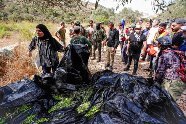 Clashes erupt between Israeli settlers and Palestinian farmers in West Bank RAMALLAH, WEST BANK - OCTOBER 9: Clashes break out between Israeli settlers, accompanied by Israeli soldiers, and Palestinian farmers harvesting olives in the town of Deir Ibzi, near Ramallah in West Bank, on October 9, 2026. The incident reportedly involved damage to olive crops and provocative actions by the settlers. Issam Rimawi Anadolu West Bank Palestine. Editorial use only. Please get in touch for any other usage. Copyright: x2026xAnadoluxIssamxRimawix