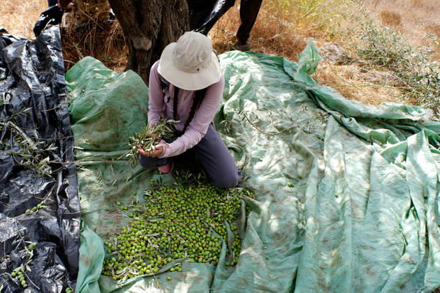 Clashes erupt between Israeli settlers and Palestinian farmers in West Bank RAMALLAH, WEST BANK - OCTOBER 9: Clashes break out between Israeli settlers, accompanied by Israeli soldiers, and Palestinian farmers harvesting olives in the town of Deir Ibzi, near Ramallah in West Bank, on October 9, 2026. The incident reportedly involved damage to olive crops and provocative actions by the settlers. Issam Rimawi Anadolu West Bank Palestine. Editorial use only. Please get in touch for any other usage. Copyright: x2026xAnadoluxIssamxRimawix