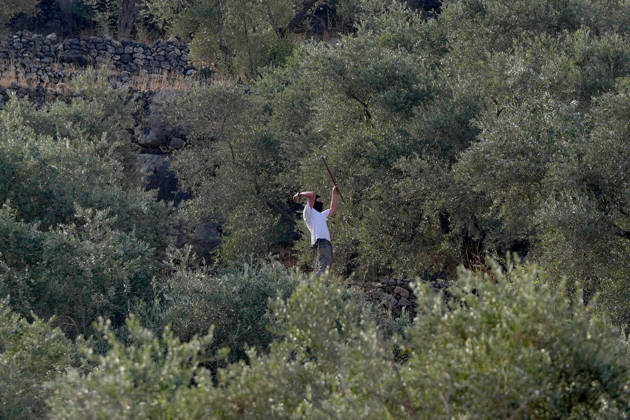 Israeli settlers attack Palestinians harvesting olives in West Bank RAMALLAH, PALESTINE - OCTOBER 10: Israeli settlers attack Palestinians harvesting olives in the village of Deir Abu Mashal, northwest of Ramallah in the West Bank, Palestine, on October 10, 2026. Israeli forces arriving at the scene intervene against Palestinians with tear gas, preventing them from continuing the olive harvest. Issam Rimawi Anadolu Ramallah West Bank. Editorial use only. Please get in touch for any other usage.  Copyright: x2026xAnadoluxIssamxRimawix