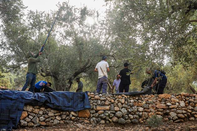 October 10, 2026, Ramallah: DEIR ABU MASHâ€⠢AL, PALESTINE †OCTOBER 10, 2026: Palestinian farmers came under attack by Israeli settlers and Israeli forces as they headed to harvest olives on their land in Deir Abu Mashâ€⠢al, northwest of Ramallah. The event marked the villageâ€⠢s first olive harvest gathering of the new season. The Palestine Red Crescent Society reported that its teams treated nine people injured during the incident. The injuries included one caused by live ammunition to the thigh, two caused by rubber-coated metal bullets, and six resulting from physical assault. One of those struck by a rubber-coated metal bullet was photojournalist Issam Al-Rimawi. The incident occurred during the annual olive harve - ZUMAq101 20261010_zna_q101_053 Copyright: xSalmanxMohsenxAlkhatibx