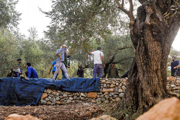 October 10, 2026, Ramallah: DEIR ABU MASHâ€⠢AL, PALESTINE †OCTOBER 10, 2026: Palestinian farmers came under attack by Israeli settlers and Israeli forces as they headed to harvest olives on their land in Deir Abu Mashâ€⠢al, northwest of Ramallah. The event marked the villageâ€⠢s first olive harvest gathering of the new season. The Palestine Red Crescent Society reported that its teams treated nine people injured during the incident. The injuries included one caused by live ammunition to the thigh, two caused by rubber-coated metal bullets, and six resulting from physical assault. One of those struck by a rubber-coated metal bullet was photojournalist Issam Al-Rimawi. The incident occurred during the annual olive harve - ZUMAq101 20261010_zna_q101_054 Copyright: xSalmanxMohsenxAlkhatibx