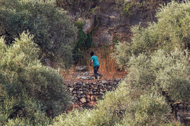 October 10, 2026, Ramallah: DEIR ABU MASHâ€⠢AL, PALESTINE †OCTOBER 10, 2026: Palestinian farmers came under attack by Israeli settlers and Israeli forces as they headed to harvest olives on their land in Deir Abu Mashâ€⠢al, northwest of Ramallah. The event marked the villageâ€⠢s first olive harvest gathering of the new season. The Palestine Red Crescent Society reported that its teams treated nine people injured during the incident. The injuries included one caused by live ammunition to the thigh, two caused by rubber-coated metal bullets, and six resulting from physical assault. One of those struck by a rubber-coated metal bullet was photojournalist Issam Al-Rimawi. The incident occurred during the annual olive harve - ZUMAq101 20261010_zna_q101_062 Copyright: xSalmanxMohsenxAlkhatibx