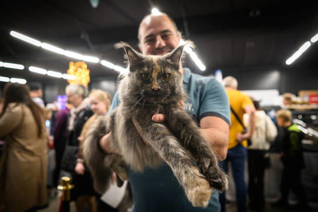 2026 WCF Jubilee Cat Show - Day 1 Owner holds his cat during the day one of 2026 WCF Jubilee Cat Show in Zagreb, Croatia on October 10, 2026. DavorxPuklavec PIXSELL