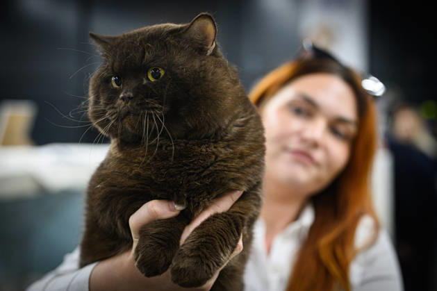 2026 WCF Jubilee Cat Show - Day 1 Owner holds her cat during the day one of 2026 WCF Jubilee Cat Show in Zagreb, Croatia on October 10, 2026.  DavorxPuklavec PIXSELL
