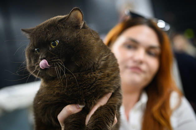 2026 WCF Jubilee Cat Show - Day 1 Owner holds her cat during the day one of 2026 WCF Jubilee Cat Show in Zagreb, Croatia on October 10, 2026. DavorxPuklavec PIXSELL