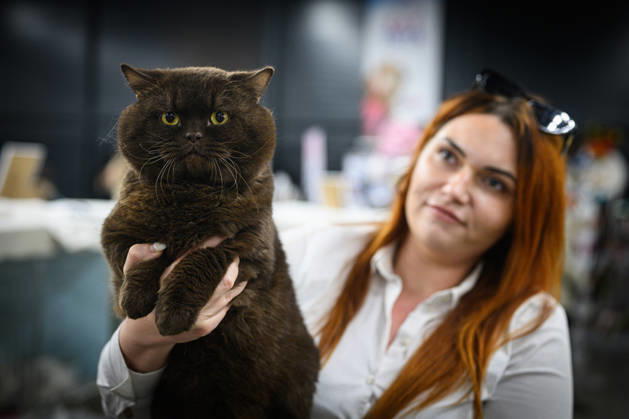 2026 WCF Jubilee Cat Show - Day 1 Owner holds her cat during the day one of 2026 WCF Jubilee Cat Show in Zagreb, Croatia on October 10, 2026. DavorxPuklavec PIXSELL