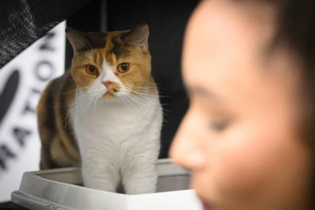 2026 WCF Jubilee Cat Show - Day 1 Cat is seen during the day one of 2026 WCF Jubilee Cat Show in Zagreb, Croatia on October 10, 2026. DavorxPuklavec PIXSELL