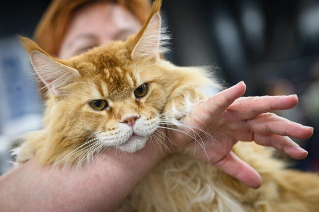 2026 WCF Jubilee Cat Show - Day 1 Owner holds her cat during the day one of 2026 WCF Jubilee Cat Show in Zagreb, Croatia on October 10, 2026. DavorxPuklavec PIXSELL