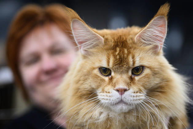2026 WCF Jubilee Cat Show - Day 1 Owner holds her cat during the day one of 2026 WCF Jubilee Cat Show in Zagreb, Croatia on October 10, 2026. DavorxPuklavec PIXSELL