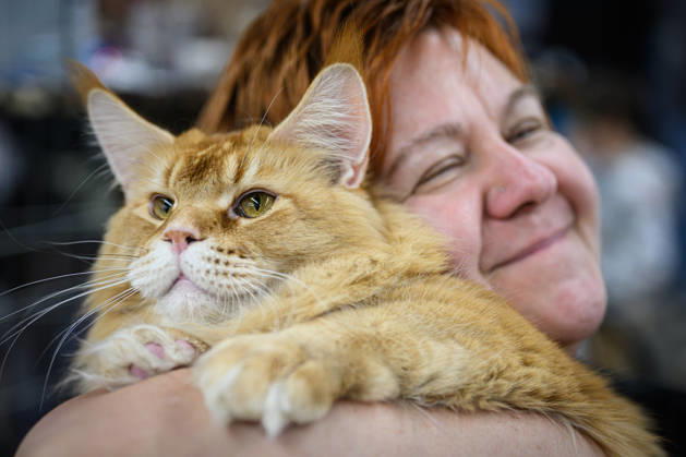 2026 WCF Jubilee Cat Show - Day 1 Owner holds her cat during the day one of 2026 WCF Jubilee Cat Show in Zagreb, Croatia on October 10, 2026. DavorxPuklavec PIXSELL