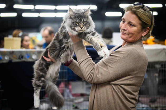 2026 WCF Jubilee Cat Show - Day 1 Owner holds her cat during the day one of 2026 WCF Jubilee Cat Show in Zagreb, Croatia on October 10, 2026. DavorxPuklavec PIXSELL