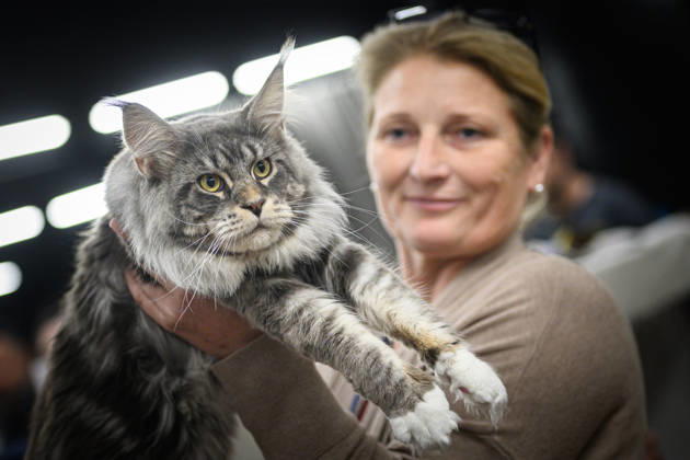 2026 WCF Jubilee Cat Show - Day 1 Owner holds her cat during the day one of 2026 WCF Jubilee Cat Show in Zagreb, Croatia on October 10, 2026. DavorxPuklavec PIXSELL