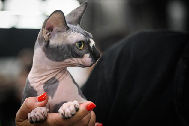 2026 WCF Jubilee Cat Show - Day 1 Owner holds her cat during the day one of 2026 WCF Jubilee Cat Show in Zagreb, Croatia on October 10, 2026. DavorxPuklavec PIXSELL