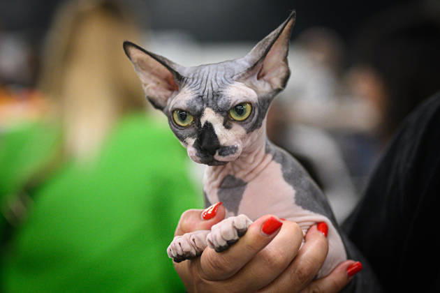 2026 WCF Jubilee Cat Show - Day 1 Owner holds her cat during the day one of 2026 WCF Jubilee Cat Show in Zagreb, Croatia on October 10, 2026. DavorxPuklavec PIXSELL