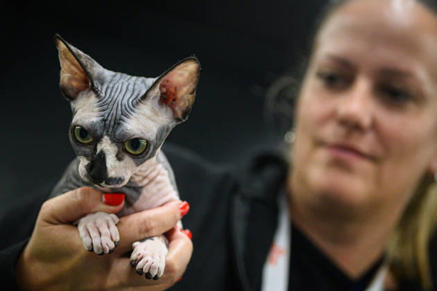 2026 WCF Jubilee Cat Show - Day 1 Owner holds her cat during the day one of 2026 WCF Jubilee Cat Show in Zagreb, Croatia on October 10, 2026. DavorxPuklavec PIXSELL