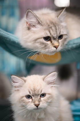 2026 WCF Jubilee Cat Show - Day 1 Cat is seen during the day one of 2026 WCF Jubilee Cat Show in Zagreb, Croatia on October 10, 2026.  DavorxPuklavec PIXSELL