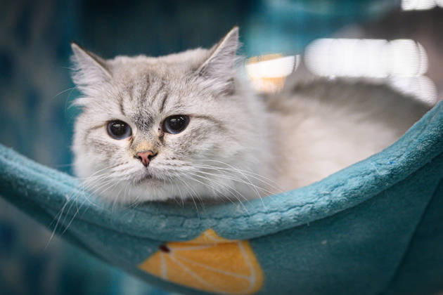 2026 WCF Jubilee Cat Show - Day 1 Cat is seen during the day one of 2026 WCF Jubilee Cat Show in Zagreb, Croatia on October 10, 2026.  DavorxPuklavec PIXSELL