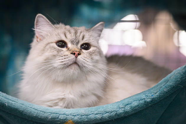 2026 WCF Jubilee Cat Show - Day 1 Cat is seen during the day one of 2026 WCF Jubilee Cat Show in Zagreb, Croatia on October 10, 2026.  DavorxPuklavec PIXSELL