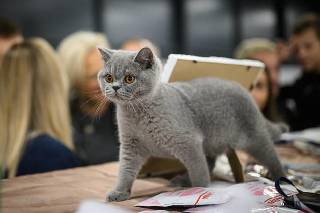 2026 WCF Jubilee Cat Show - Day 1 Cat is seen during the day one of 2026 WCF Jubilee Cat Show in Zagreb, Croatia on October 10, 2026.  DavorxPuklavec PIXSELL
